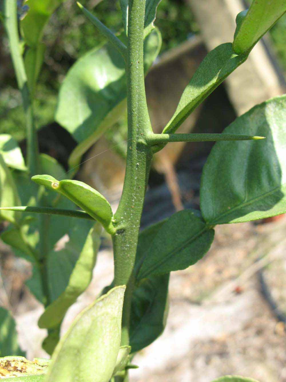            First year twig (Winter Haven, FL)   